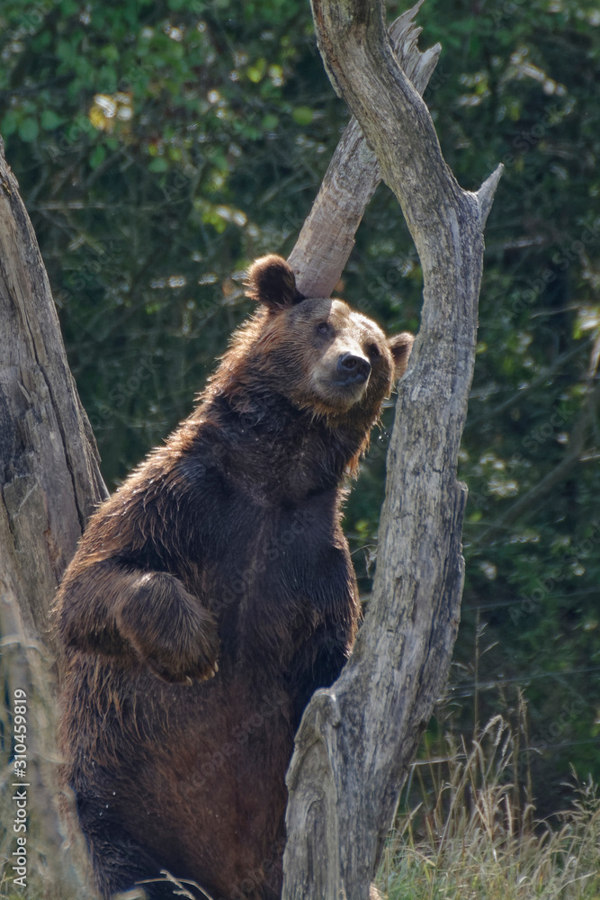 Obraz premium Ours brun