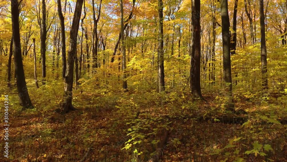Few leaves falling down from trees in fall filmed by slowly moving drone Few leaves falling down from trees in fall filmed by slowly moving drone