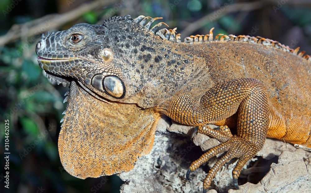 Fototapeta premium grüner leguan, iguana iguana