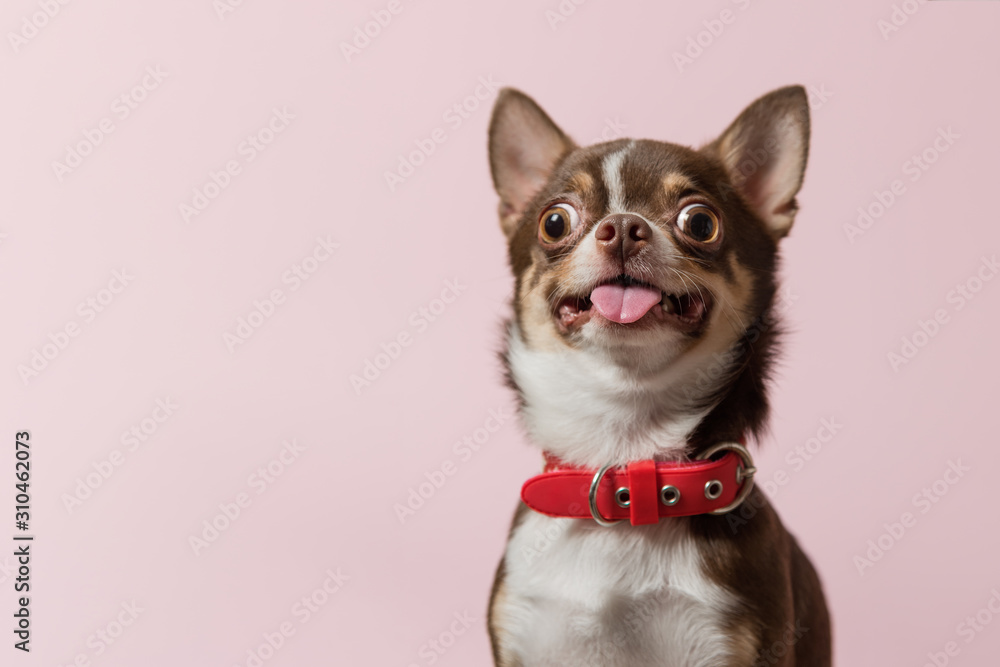 Cute brown mexican chihuahua dog with tongue out isolated on pink background.  Dog looking to camera. Red collar. Copy Space Stock Photo | Adobe Stock