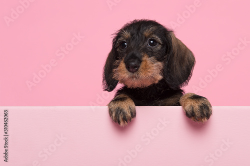 Portrait of a miniture dachshund puppy on a pink background with space for copy photo