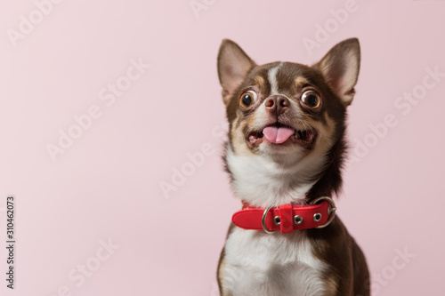 Cute brown mexican chihuahua dog with tongue out isolated on pink background. Dog looking to camera. Red collar. Copy Space