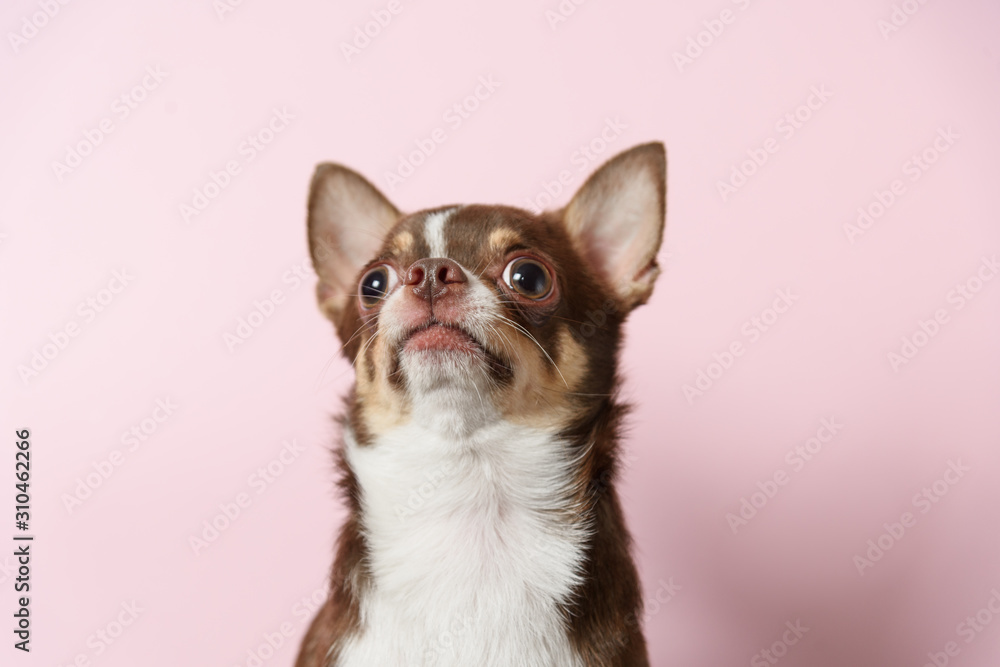 Cute brown mexican chihuahua dog isolated on light pink background. Dog looks up. Copy Space