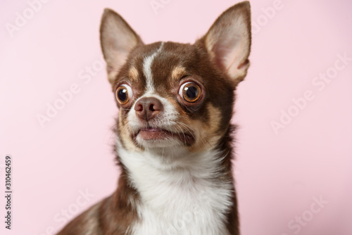 Stampa su Tela Surprised brown mexican chihuahua dog on pink background