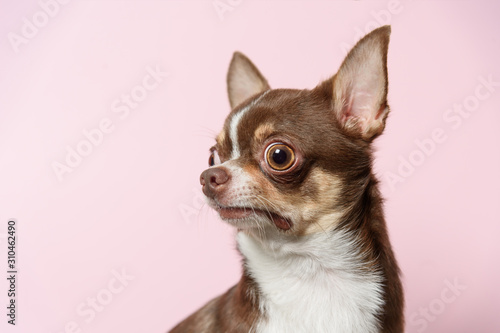 Obraz na plátně Bad surprised brown mexican chihuahua dog on pink background
