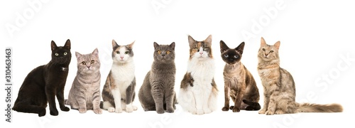 Grupa różnych ras kotów siedzących obok siebie patrzących w kamerę na białym tle