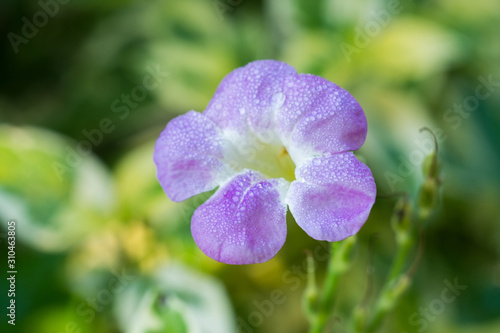 Purple and white flowers, blurry and soft backdrop, vintage style
