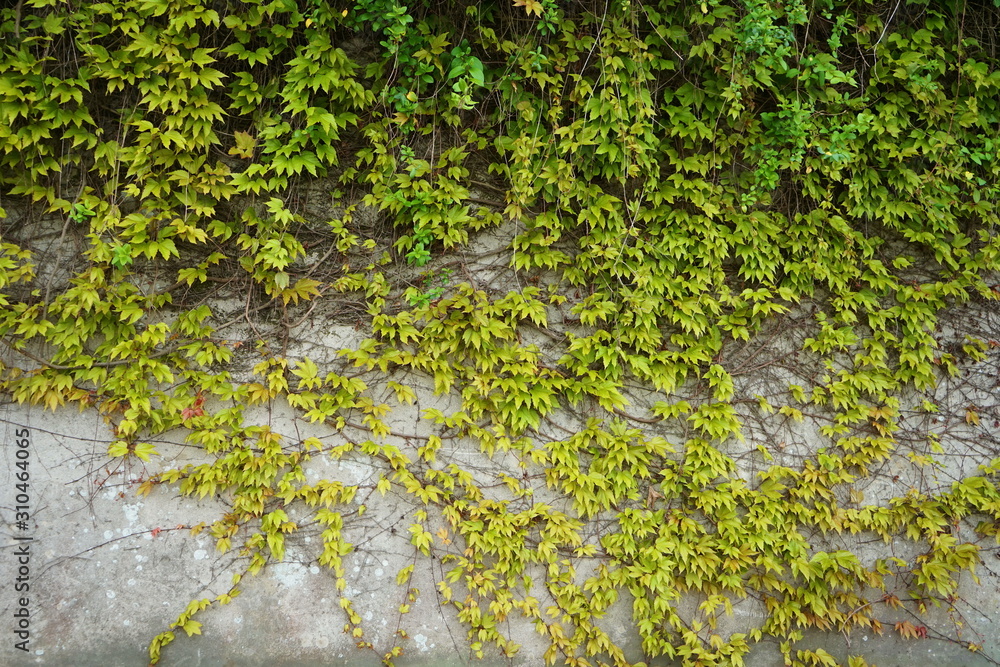 A gray concrete wall is braided by a growing ivy green plant. Floral background with a creeper on a gray wall on a sunny spring day. A gray concrete wall is braided by a growing ivy green plant. Floral background with a creeper on a gray wall on a sunny spring day.