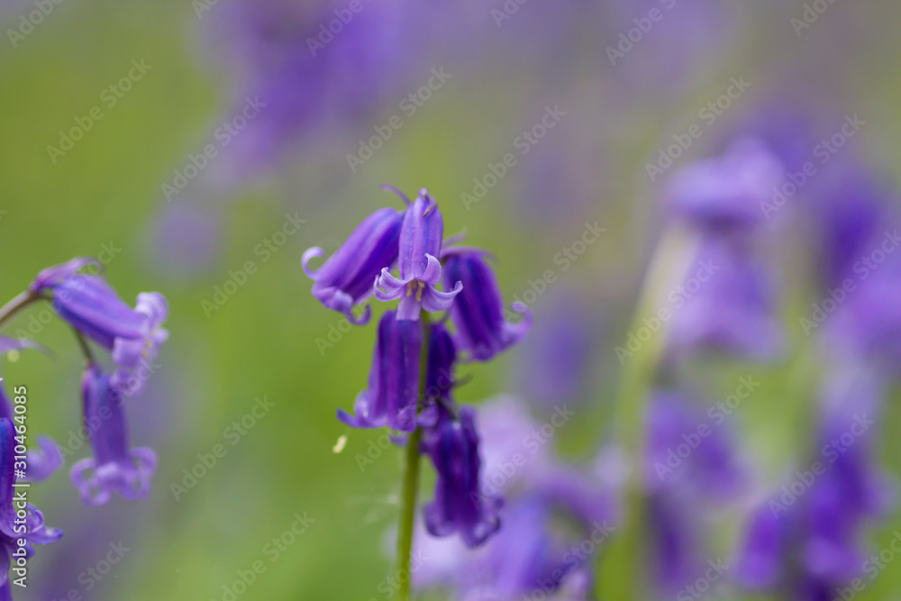 Hyacinthoides non-scripta springtime flowers blooming