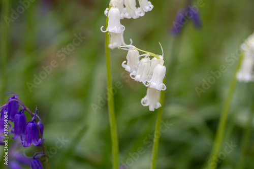 Unusual white bluebells close up photo