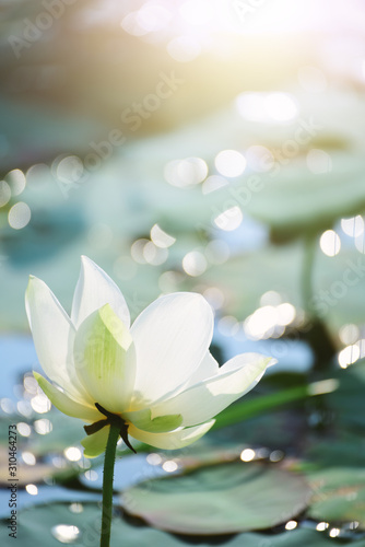 Closeup Beautiful pink lotus flower in pond.