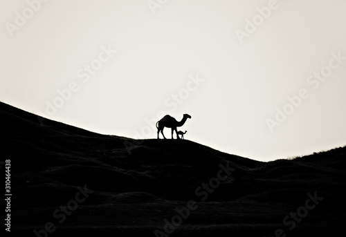 Desert landscape with camels