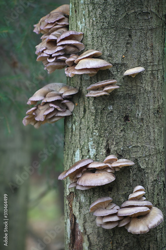 Pleurotus ostreatus, known as the pearl oyster mushroom or tree oyster mushroom, wild edible mushroom from Finland photo