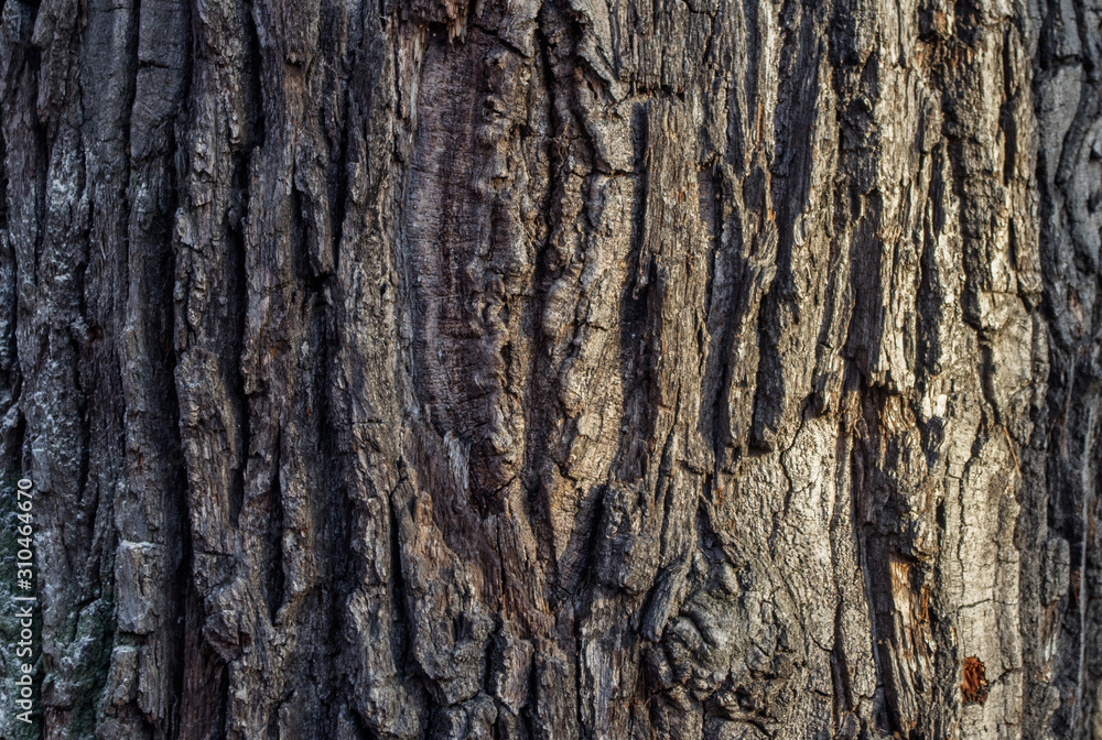 The natural texture of the bark of the tree is gray and brown The natural texture of the bark of the tree is gray and brown