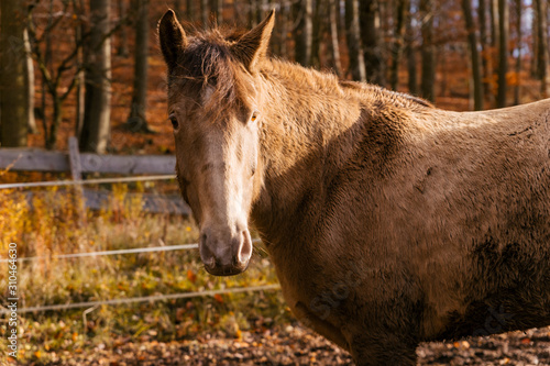 horse face portrait of a brown animal in autumn surroundings © Antonie