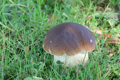 Boletus reticulatus (formerly Boletus aestivalis), known as the Summer Cep or Summer Bolete, wild edible mushroom from Finland