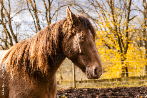 Fototapeta Naklejka Na Ścianę i Meble -  horse face portrait of a brown animal in autumn surroundings