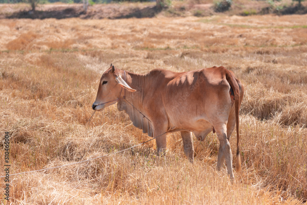 Red cows in the drought field after the harvest season, Thailand Southeast Asia Red cows in the drought field after the harvest season, Thailand Southeast Asia