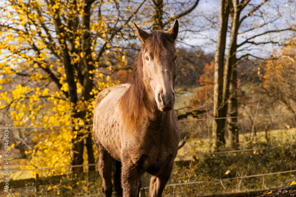 horse face portrait of a brown animal in autumn surroundings horse face portrait of a brown animal in autumn surroundings