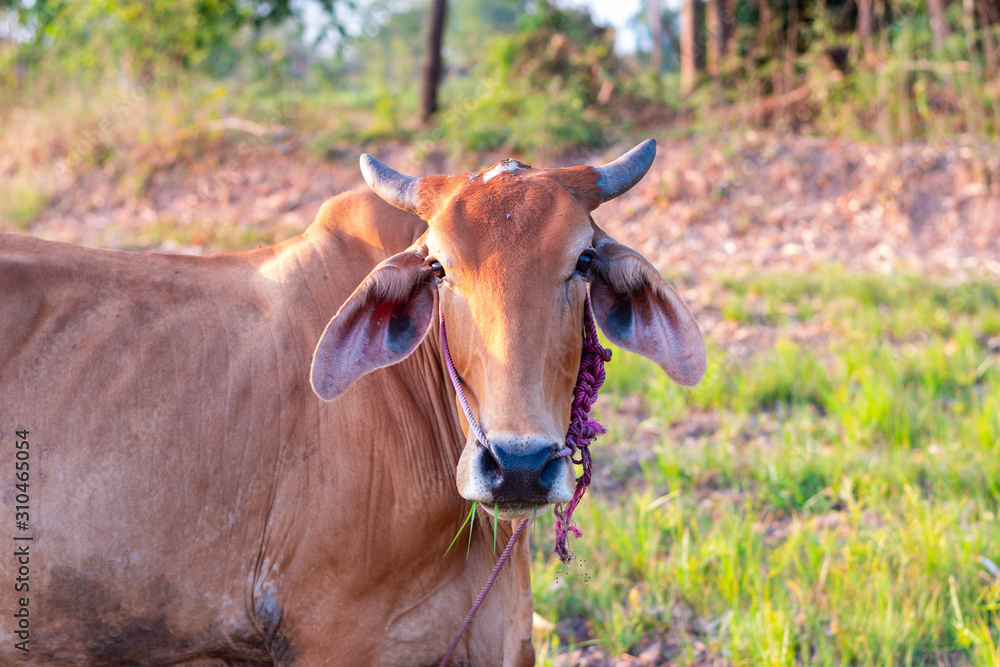 Red cows in the drought field after the harvest season, Thailand Southeast Asia