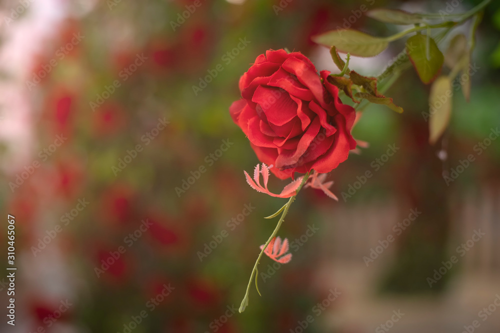 Obraz premium Artificial rose flower as valentine background