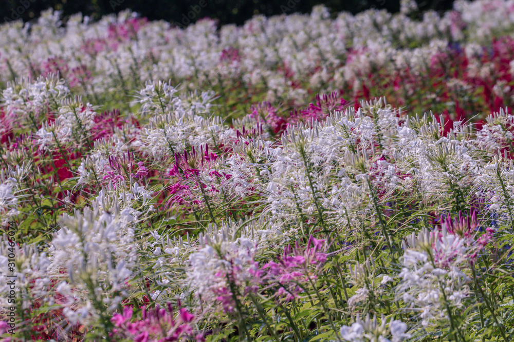 Fototapeta premium Close up pink Cleome hassleriana flower or spider flower in a garden.Commonly known as spider plant, pink queen, or Grandfather's Whiskers.Selective focus white and pink spider flowers.