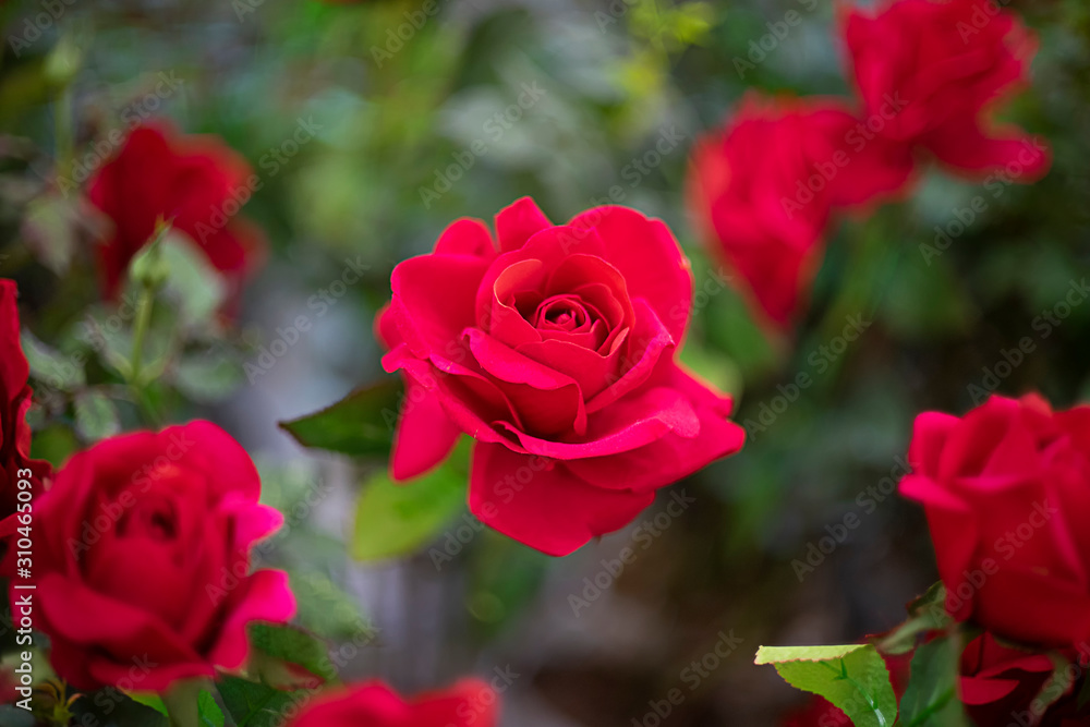 Artificial rose flower as valentine background Artificial rose flower as valentine background