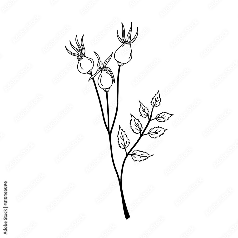 Black and white illustration of a rosehip twig with three berries on a white background. Isolated object. Element for design. Black and white illustration of a rosehip twig with three berries on a white background. Isolated object. Element for design.
