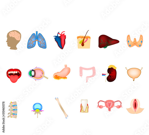 A set of human organs. Brain, Heart, Lungs, Spine, Liver, Skin, Stomach, Colon, Kidney, Bladder, Thyroid, Mouth, Eye, Vertebra, Bone, Tooth, Female reproductive organs, genitalia. Icons. Infographic