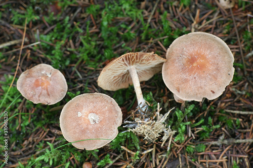 Gymnopus peronatus (formerly called Collybia peronata or Marasmius urens), kown as wood woolly-foot, wild mushroom from Finland photo