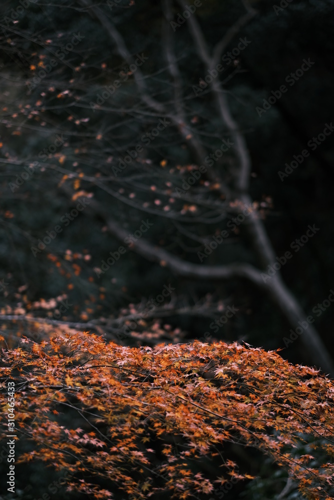 Autumn leaf fall. Maple leaves. Nature background Autumn leaf fall. Maple leaves. Nature background