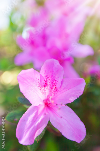 Blooming Rhododendron flowers at sunrise.
