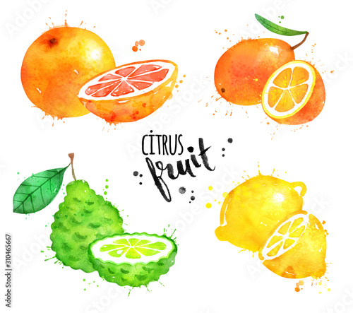 Fototapeta Naklejka Na Ścianę i Meble -  Watercolor set of citrus fruit