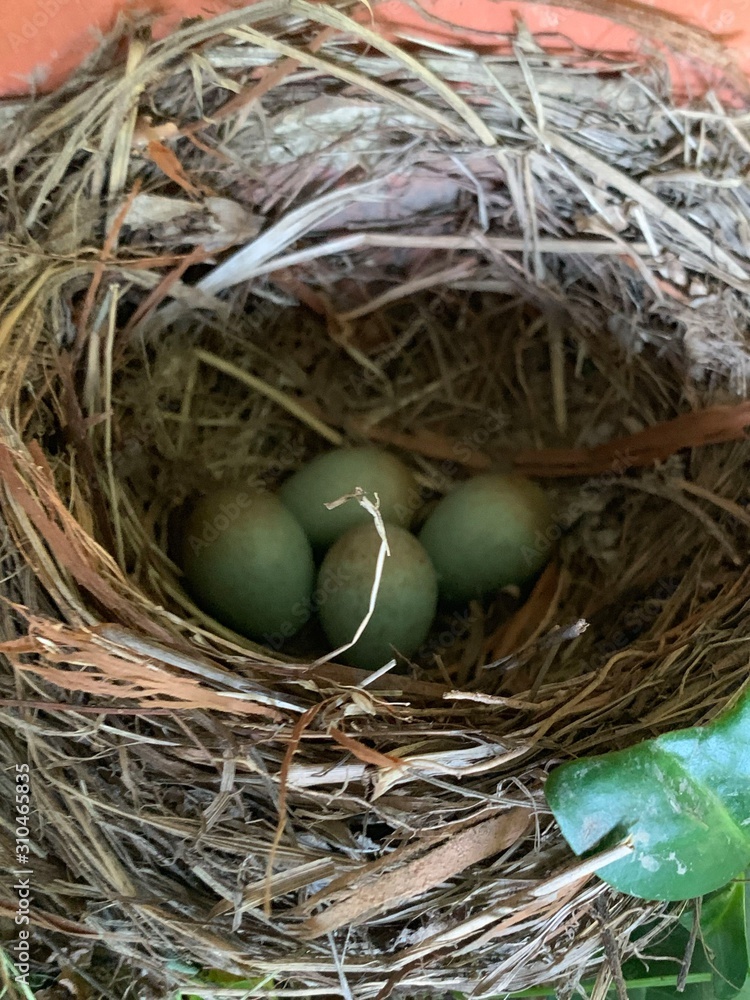 Blackbird eggs in a birds nest Blackbird eggs in a birds nest