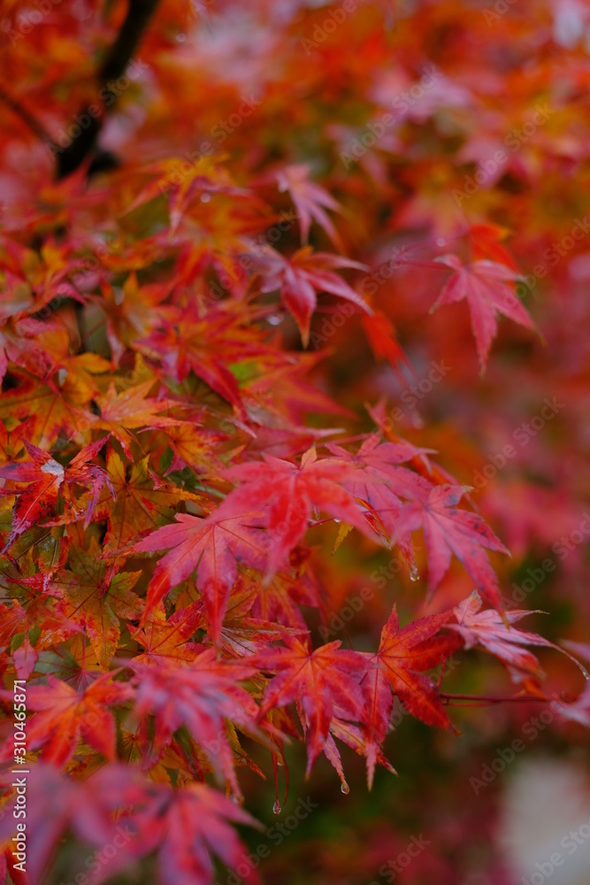 Autumn leaf fall. Maple leaves. Nature background Autumn leaf fall. Maple leaves. Nature background