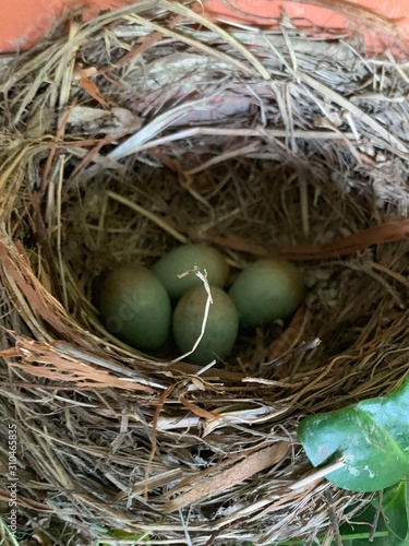 Blackbird eggs in a birds nest