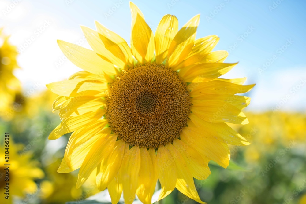 bright yellow sunflower in a field on a spring, summers day- summer and spring background