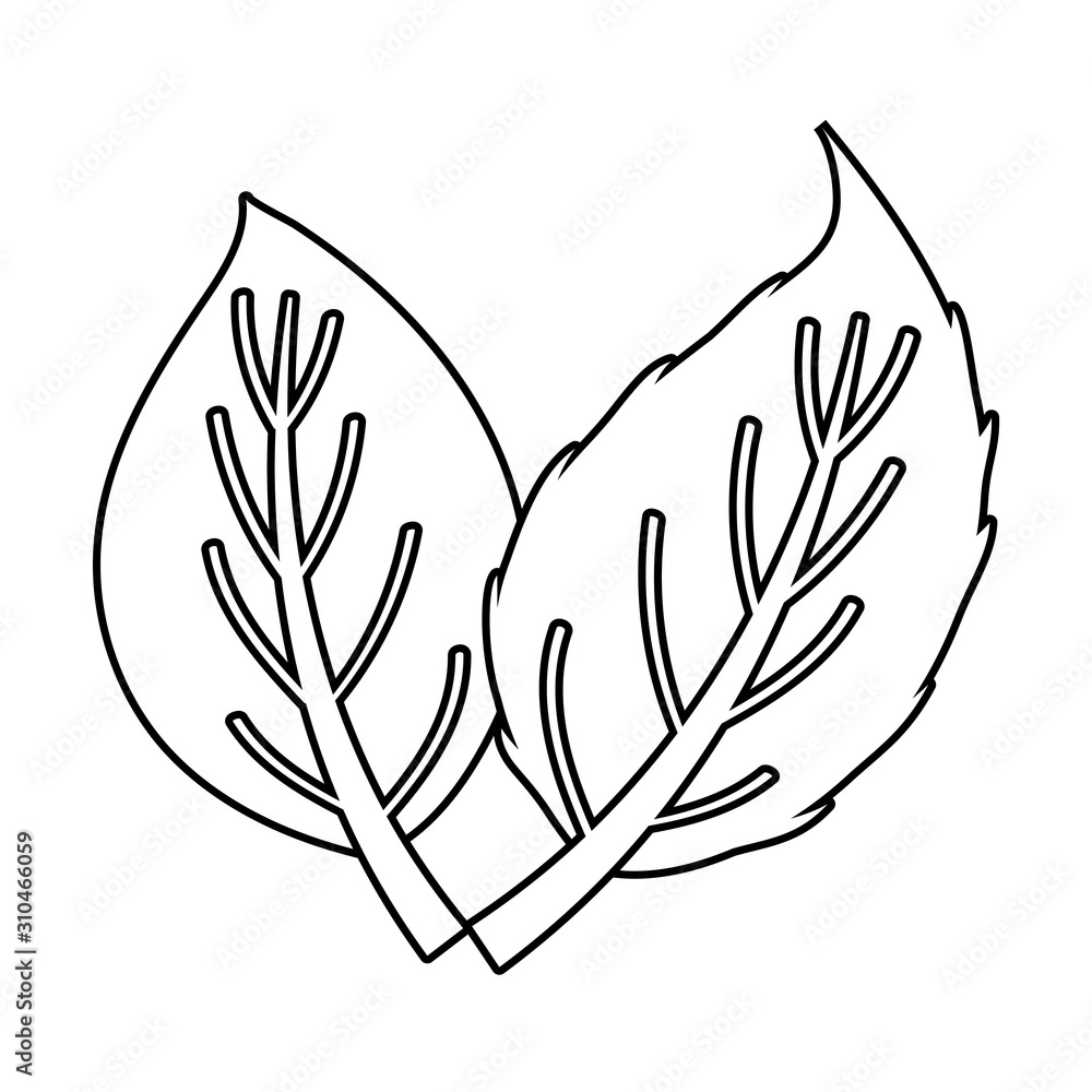 Isolated two autumn leaves vector design Isolated two autumn leaves vector design
