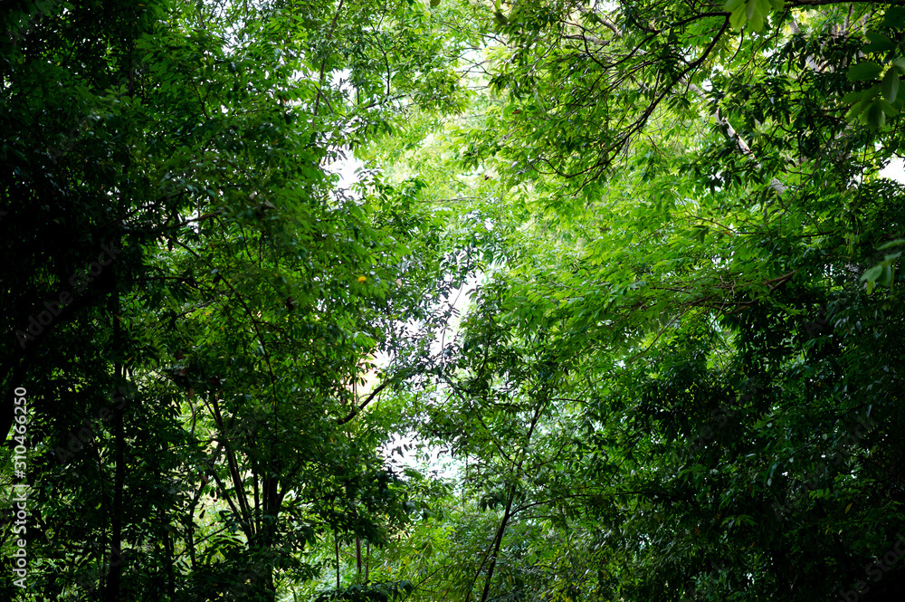 Obraz premium Fertile green leaves and trees There is a light shining into the beautiful natural concept.