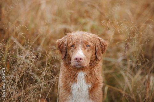 wet dog in the grass. Pet in the rain. Nova Scotia Duck Tolling Retriever in nature