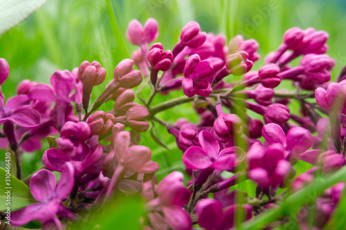 Fresh lilac flowers. Spring colorful background. © таня теплитская