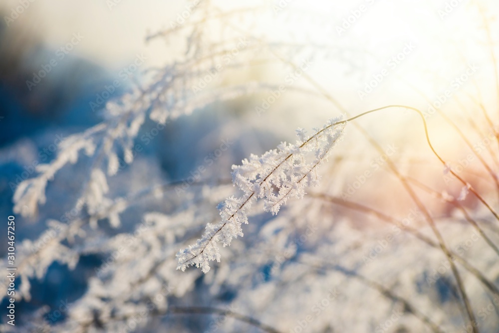 Obraz premium Ukrainian winter weather tales frosted branch ice rime macro photography