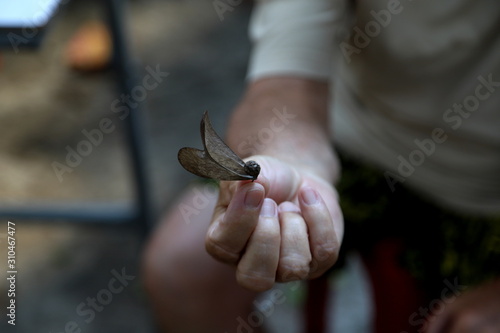 Wing Seed in hand 