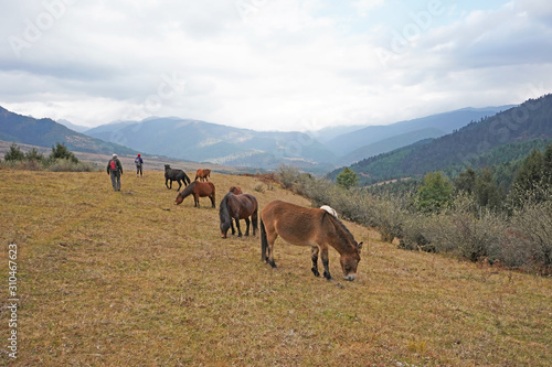 Hikers walking past the herd of horses in the mountains of eastern Bhutan 