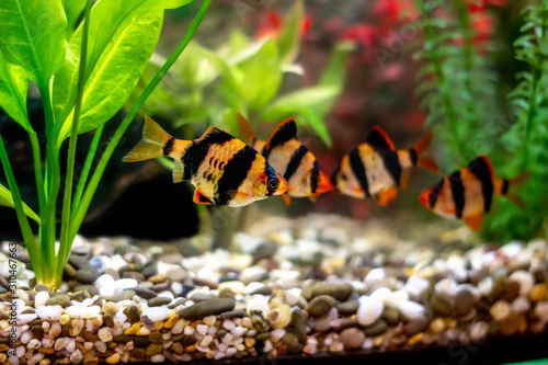 Tiger barbs or sumatra barbs in a home decorative aquarium