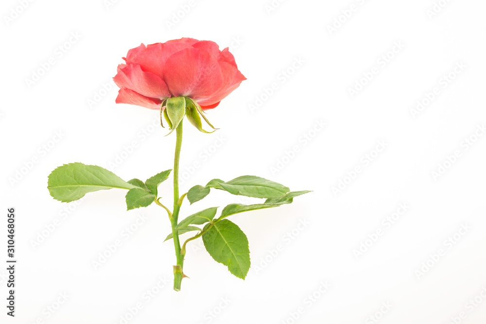 Red rose Red rose