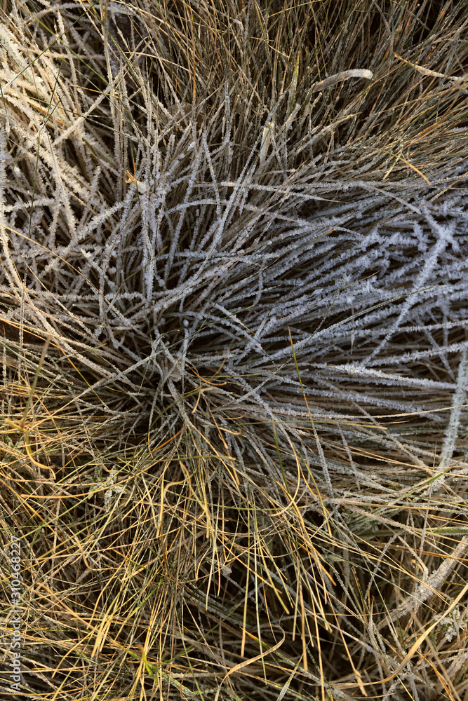 frozen texture of dry grass on the ground in early winter frozen texture of dry grass on the ground in early winter