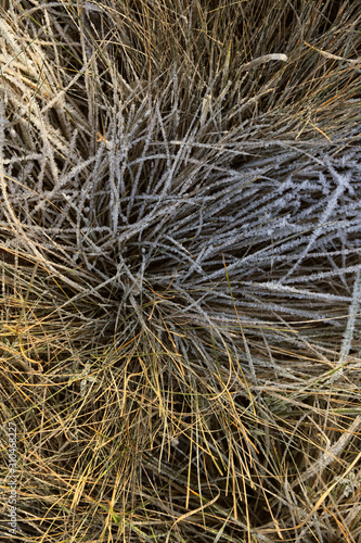 frozen texture of dry grass on the ground in early winter