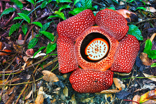 Rafflesia is a genus of parasitic flowering plants. It contains approximately 28 species all found in Southeast Asia, mainly in Malaysia, Thailand and the Philippines.
