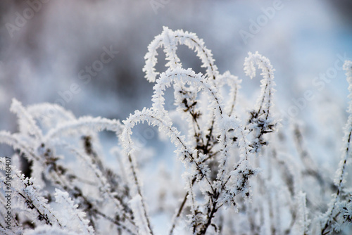 Ukrainian winter weather tales frosted branch ice rime macro photography © Serhii